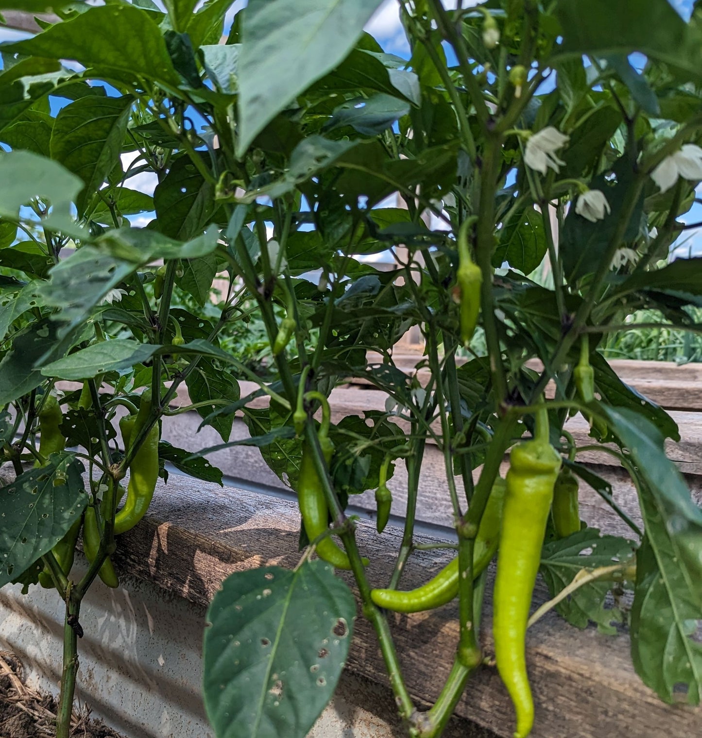 Banana Peppers