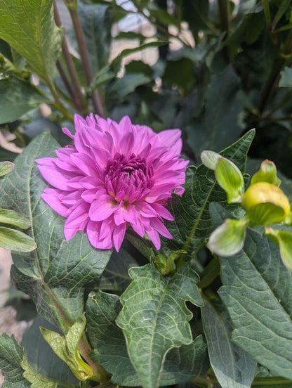 Dahlia Flower Bouquet