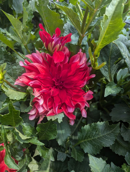 Dahlia Flower Bouquet