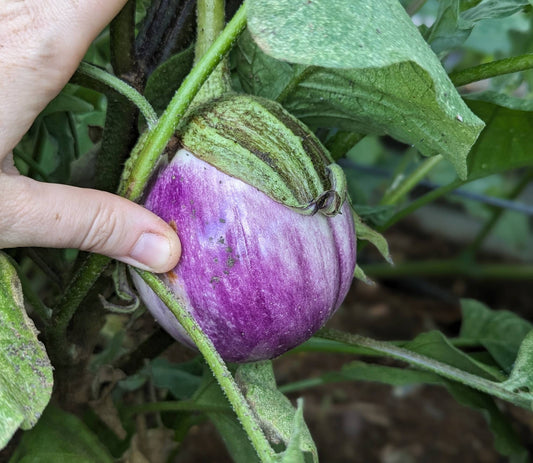 Rosa Bianca Eggplant